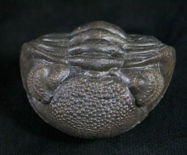 Wide Eldredgeops Roller Trilobite #9227